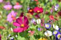 Zber kvetov a liečivých rastlín