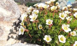 Saxifraga arendsii (Butter Cream) - Lomikameň mechový